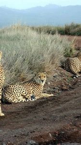 Preview wallpaper cheetahs, grass, road, three, sit, hunting