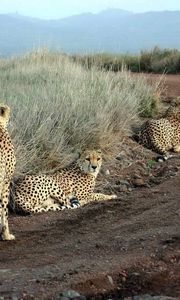 Preview wallpaper cheetahs, grass, road, three, sit, hunting