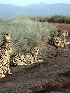 Preview wallpaper cheetahs, grass, road, three, sit, hunting