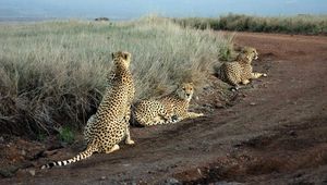 Preview wallpaper cheetahs, grass, road, three, sit, hunting