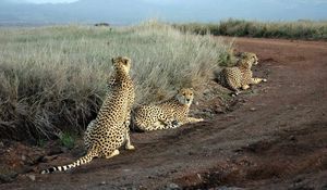 Preview wallpaper cheetahs, grass, road, three, sit, hunting