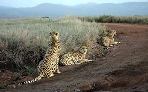 Preview wallpaper cheetahs, grass, road, three, sit, hunting