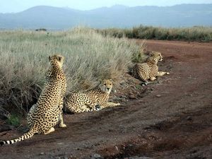 Preview wallpaper cheetahs, grass, road, three, sit, hunting