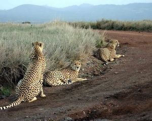 Preview wallpaper cheetahs, grass, road, three, sit, hunting