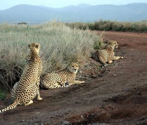 Preview wallpaper cheetahs, grass, road, three, sit, hunting