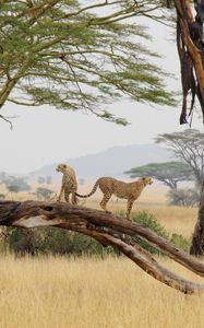 Preview wallpaper cheetahs, predators, animals, savannah, wildlife