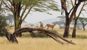 Preview wallpaper cheetahs, predators, animals, savannah, wildlife