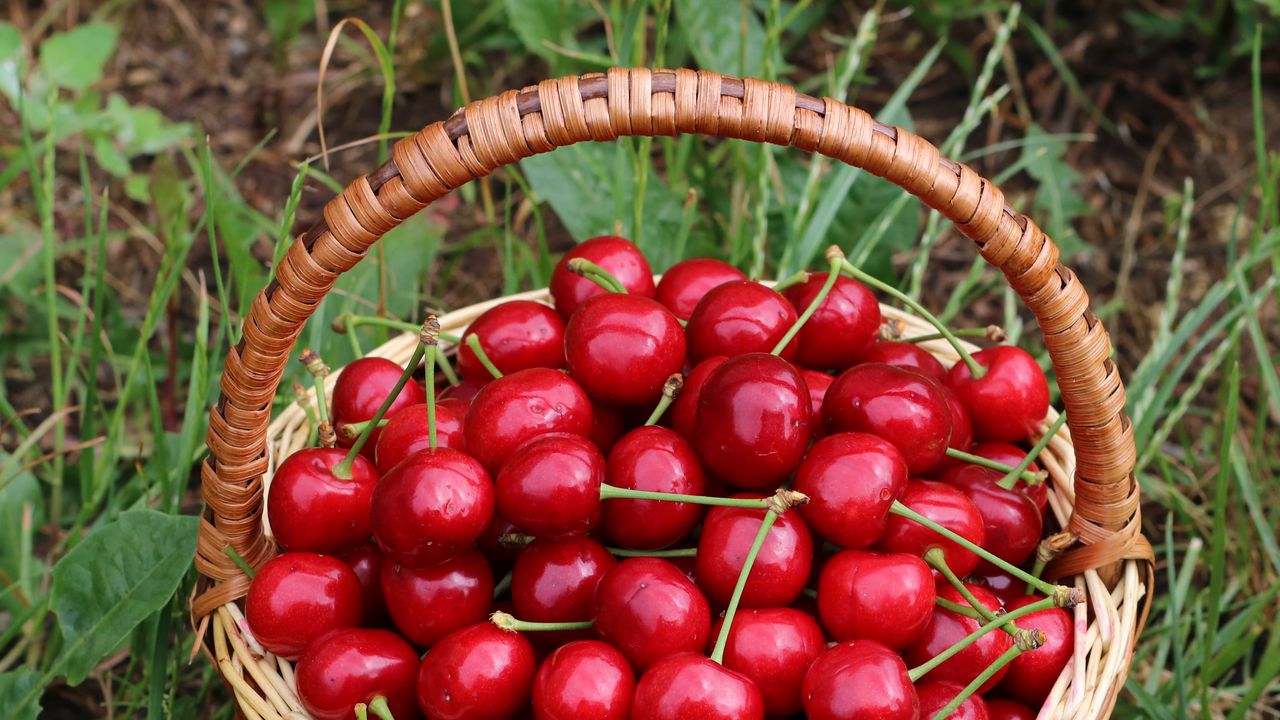 Wallpaper cherries, berries, basket, harvest, red