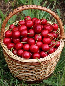 Preview wallpaper cherries, berries, basket, harvest, red