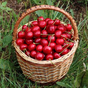 Preview wallpaper cherries, berries, basket, harvest, red