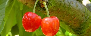 Preview wallpaper cherries, cherry, twig, berry, tree