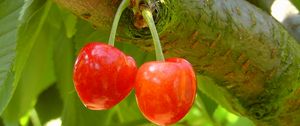 Preview wallpaper cherries, cherry, twig, berry, tree