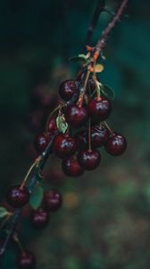 Preview wallpaper cherry, berries, branch, blur, ripe