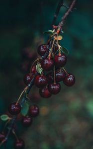 Preview wallpaper cherry, berries, branch, blur, ripe