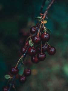 Preview wallpaper cherry, berries, branch, blur, ripe