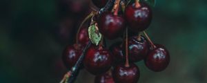 Preview wallpaper cherry, berries, branch, blur, ripe