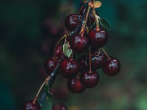 Preview wallpaper cherry, berries, branch, blur, ripe