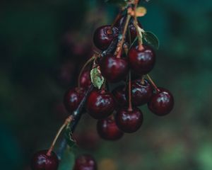 Preview wallpaper cherry, berries, branch, blur, ripe