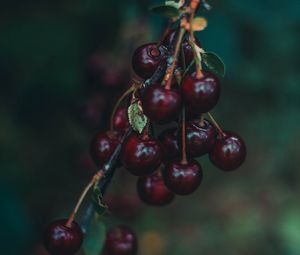 Preview wallpaper cherry, berries, branch, blur, ripe