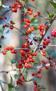 Preview wallpaper cherry, berries, branches, leaves