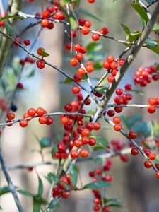 Preview wallpaper cherry, berries, branches, leaves