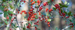 Preview wallpaper cherry, berries, branches, leaves