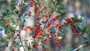 Preview wallpaper cherry, berries, branches, leaves