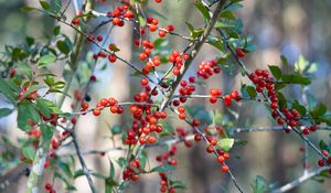 Preview wallpaper cherry, berries, branches, leaves