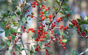 Preview wallpaper cherry, berries, branches, leaves