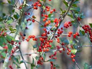 Preview wallpaper cherry, berries, branches, leaves