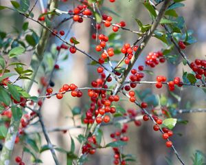 Preview wallpaper cherry, berries, branches, leaves