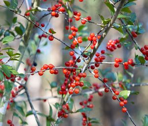 Preview wallpaper cherry, berries, branches, leaves