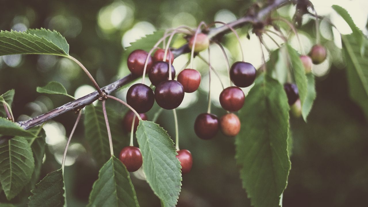 Wallpaper cherry, berries, branches, plant, summer