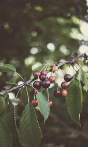 Preview wallpaper cherry, berries, branches, plant, summer