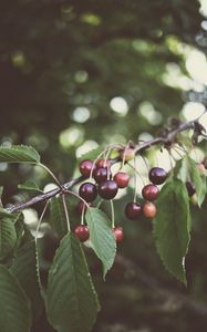 Preview wallpaper cherry, berries, branches, plant, summer