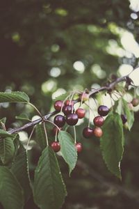 Preview wallpaper cherry, berries, branches, plant, summer