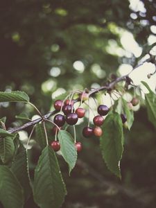 Preview wallpaper cherry, berries, branches, plant, summer