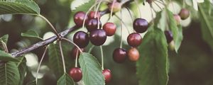 Preview wallpaper cherry, berries, branches, plant, summer