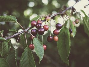 Preview wallpaper cherry, berries, branches, plant, summer