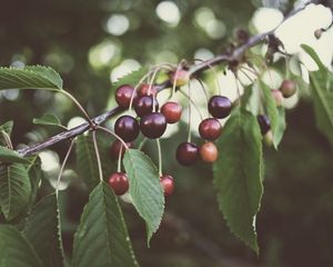 Preview wallpaper cherry, berries, branches, plant, summer