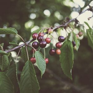 Preview wallpaper cherry, berries, branches, plant, summer