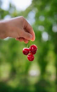 Preview wallpaper cherry, berries, hand, macro