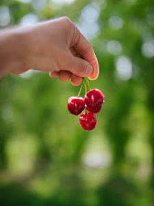 Preview wallpaper cherry, berries, hand, macro