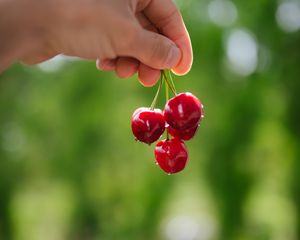 Preview wallpaper cherry, berries, hand, macro