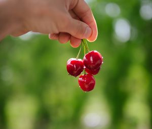 Preview wallpaper cherry, berries, hand, macro