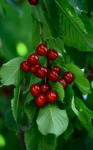 Preview wallpaper cherry, berries, leaves, macro