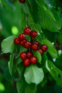 Preview wallpaper cherry, berries, leaves, macro