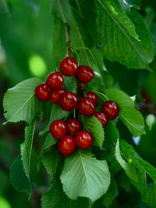 Preview wallpaper cherry, berries, leaves, macro