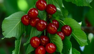 Preview wallpaper cherry, berries, leaves, macro