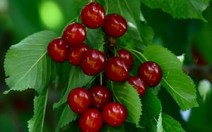 Preview wallpaper cherry, berries, leaves, macro